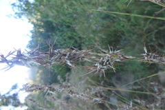 Cymbopogon coloratus